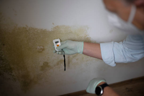 Best Mold Damage Repair  in Fountainhead Orchard Hills, MD