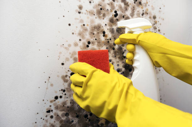 Best Black Mold Removal  in Fountainhead Orchard Hills, MD