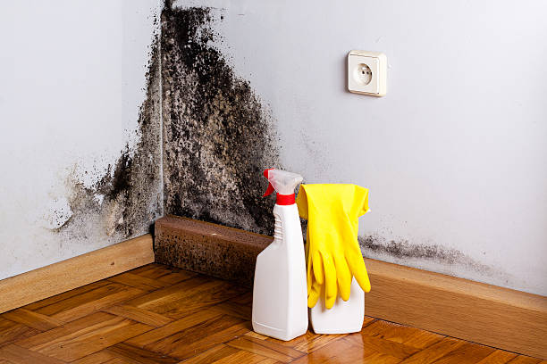 Best Fast Mold Removal  in Fountainhead Orchard Hills, MD